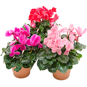 花・苗木